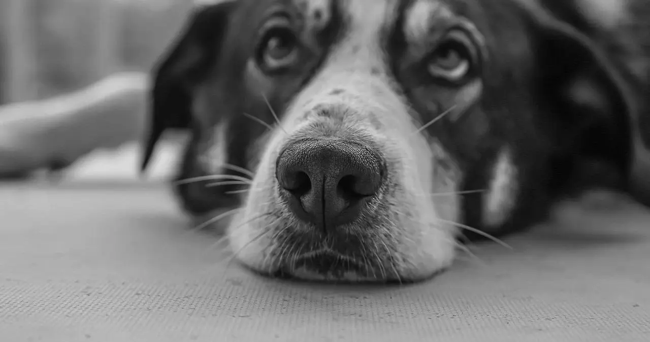 西檬之家BDSM是什么？探索字母圈中的权力与信任关系 一